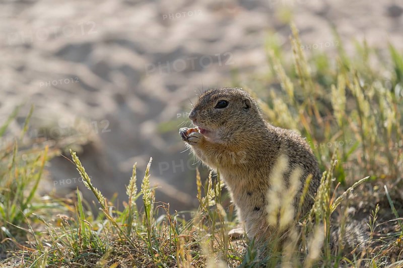 One European ground squirrel (Spermophilus citellus) or European souslik sitting on sand and in tall grass feeding on seeds and looking for enemies. Backlit scene