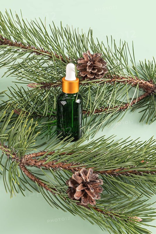 Top view of a green glass dropper bottle of essential oil nestled among fresh pine branches and cones, displayed on a light green background, highlighting natural skincare ingredients from coniferous trees