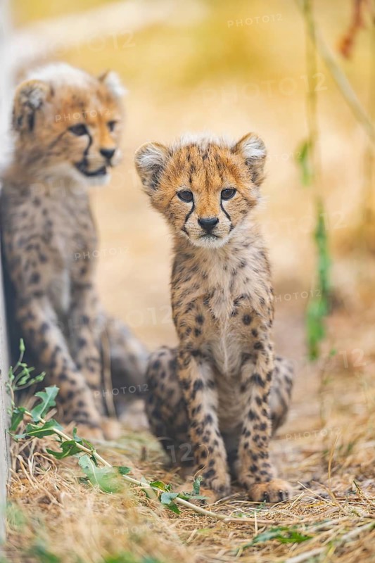Cheetah (Acinonyx jubatus) youngster sitting on the ground, captive, occurrence Africa