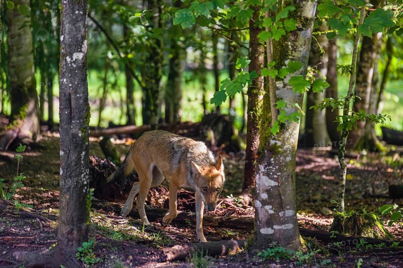 A female adult grey wolf (Canis lupus lupus) runs through a forest on a sunny day