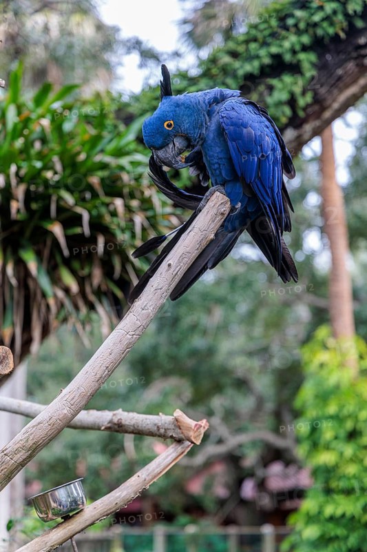 Hyacinth Macaw (Anodorhynchus hyacinthinus) on a perch at the St. Augustine Alligator Farm Zoological Park in Florida
