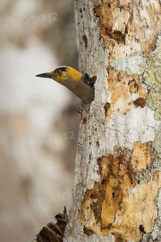 Golden-cheeked Woodpecker Melanerpes chrysogenys El Tuito, Jalisco, Mexico 10 June Adult Female emerging from nest hole. Picidae