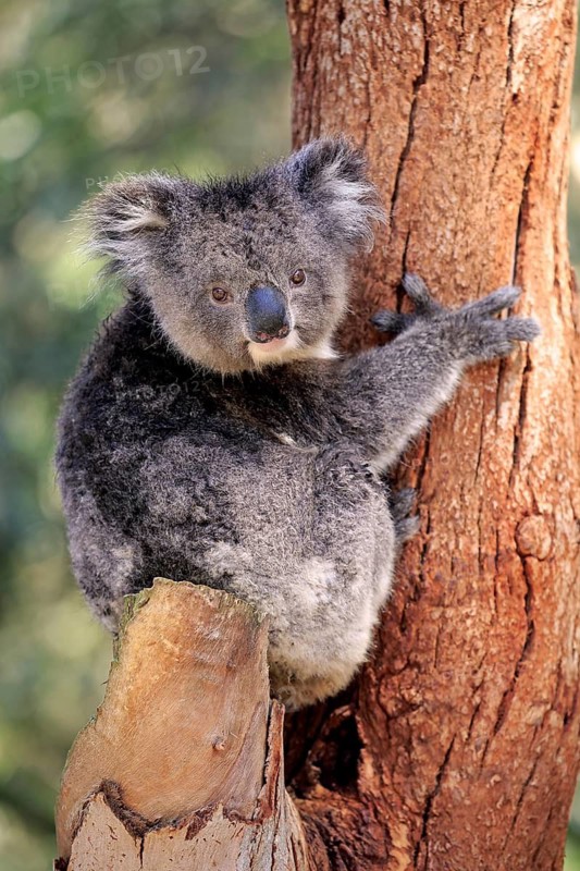 Koala (Phascolarctos cinereus), subadult, half-grown juvenile, on tree, Kangaroo Island, South Australia, Australia