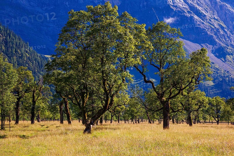 Nature conservancy area Grosser Ahornboden. Sycamore maple trees, Acer pseudoplatanus, in summer. Karwendel mountains, Austria