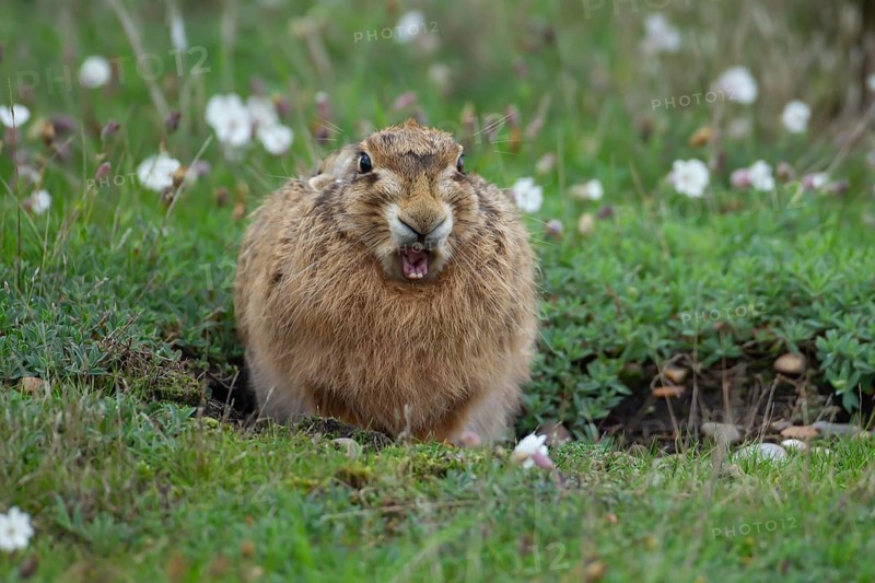 European brown hare (Lepus europaeus) adult animal yawning in grassland, England, United Kingdom