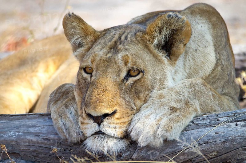 Close-up of the face of a female lion (pantherus leo) looking forlornly into the distance, chin resting on a log between her paws, Botswana
