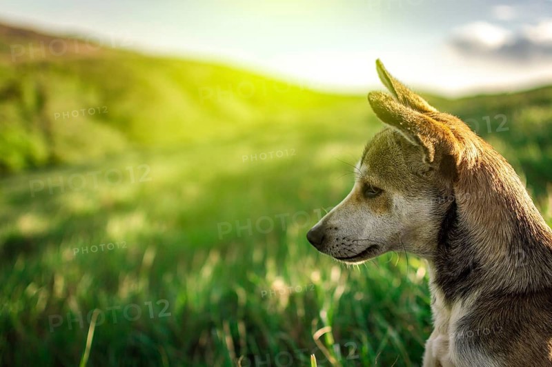 Portrait of a dog in the field, close up of a dog in the field with copy space