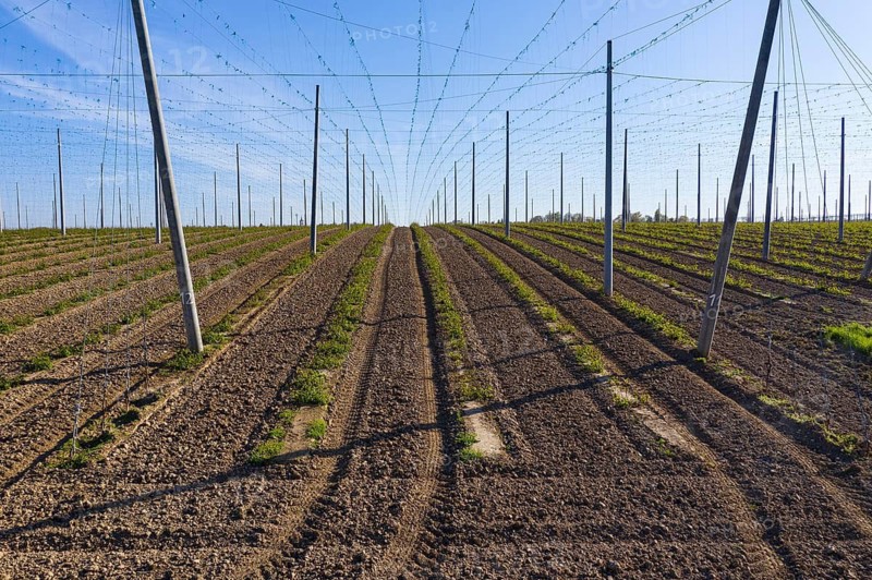 Plantation where hops (humulus) are grown, Scharfenberg, Klipphausen, Saxony, Germany