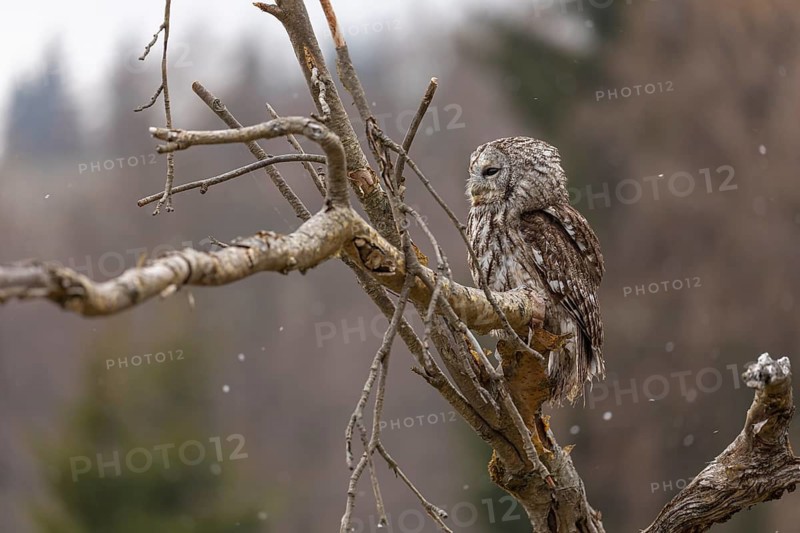 One tawny owl or brown owl (Strix aluco) sitting on a branch and looking for prey