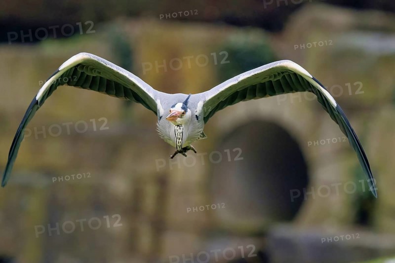 A grey heron (Ardea cinerea) flying in the wild with its wings spread, in front of a blurred background, frontal view, Hesse, Germany
