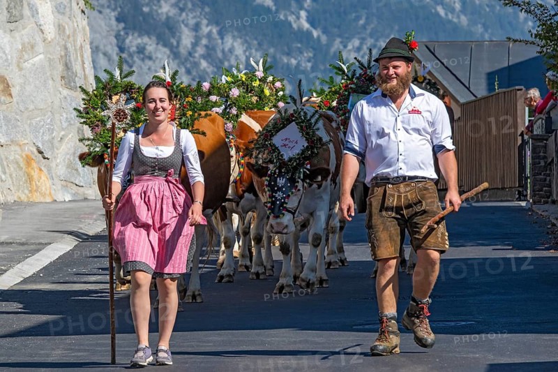 Alpine cattle drive through the village of Terfens, from the Eng-Alm through the Karwendel Mountains into the Inn Valley, Terfens, Tyrol, Austria