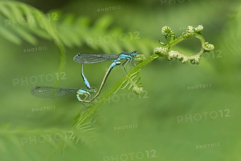 Blue tailed damselfly (Ischnura elegans) adult male and female insects mating on a Bracken plant leaf in the summer, England, United Kingdom