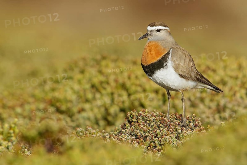 Rufous-chested Dotterel (Charadrius modestus) on the ground in the Falkland Islands