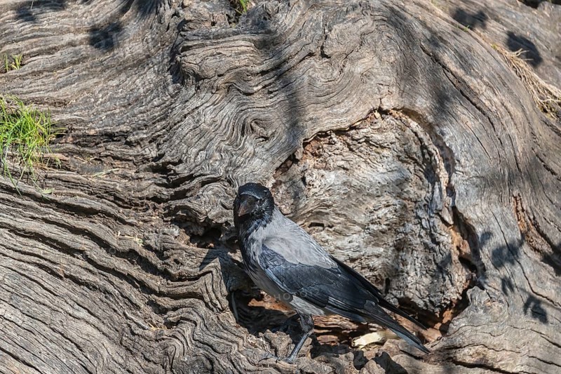 One hooded crow (Corvus cornix), picking for food in the bark of a tree in bright sunlight