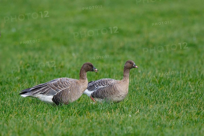 Pink-footed Goose (Anser brachyrhynchus) resting, Netherlands