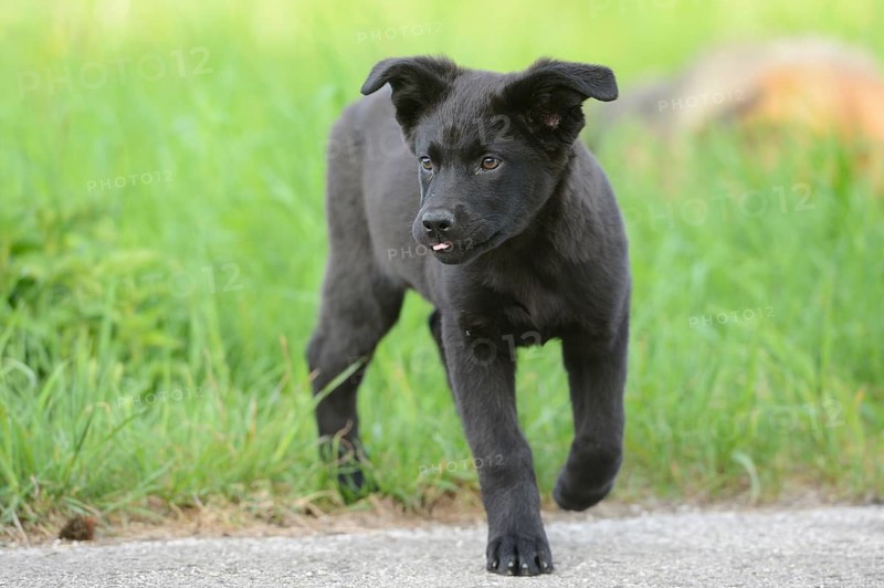 Black mixed-breed puppy runs across a meadow, Bavaria
