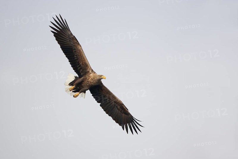 White-tailed Eagle (Haliaeetus albicilla) flying, Mecklenburg-Western Pomerania, Germany