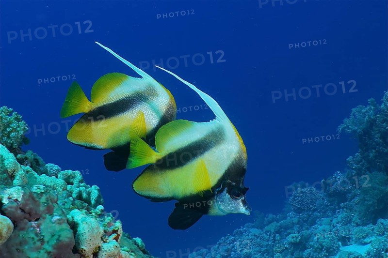 Red Sea bannerfish (Heniochus intermedius)