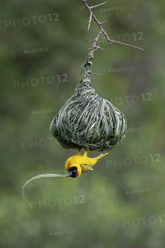 Vitelline Masked Weaver (Ploceus vitellinus) male building nest, Serengeti National Park, Tanzania