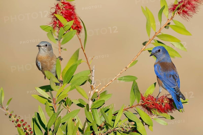 Western Bluebird (Sialia mexicana) pair, California, USA