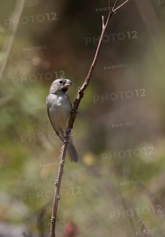 Parrot-billed Seedeater (Sporophila peruviana) perched on a twig, Lambayeque, Peru