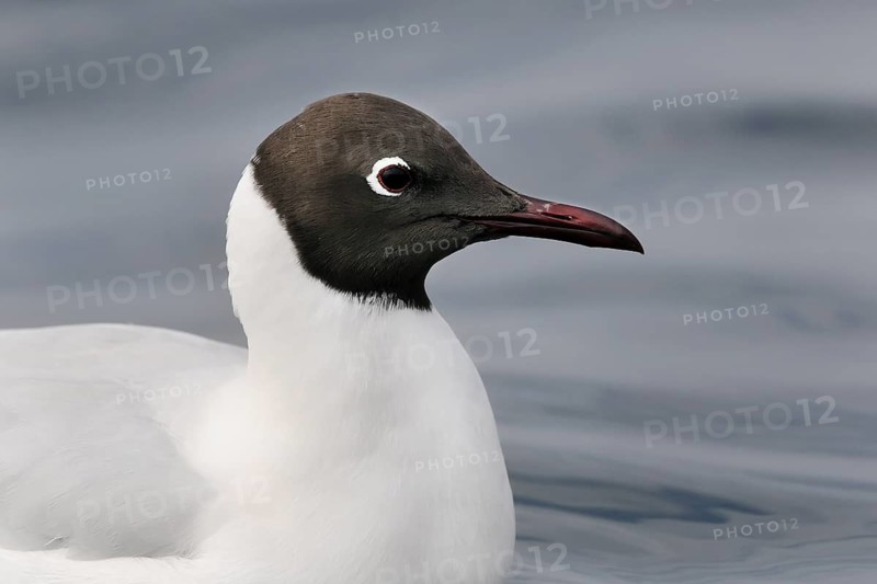 Black-headed Gull (Chroicocephalus ridibundus), Eilat, Israel