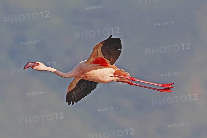 Lesser Flamingo (Phoeniconaias minor) flying, Lake Bogoria, Kenya