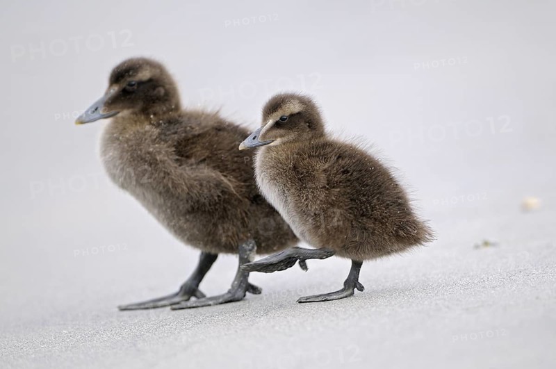 Eiderente (Somateria mollissima), Eider, zwei Jungvoegel am Strand, Juni, Duene der Insel Helgoland, Schleswig-Holstein, Deutschland