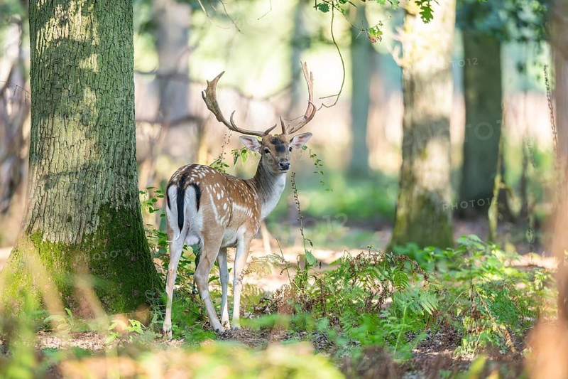 European fallow deer (Dama dama) buck in a forest, Hesse, Germany