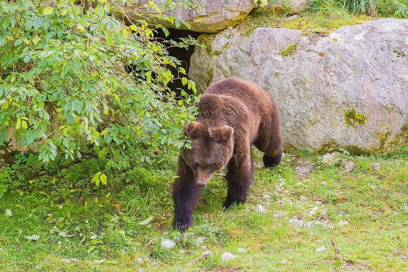 A young male Eurasian brown bear (Ursus arctos arctos) walks across a green meadow past a rock