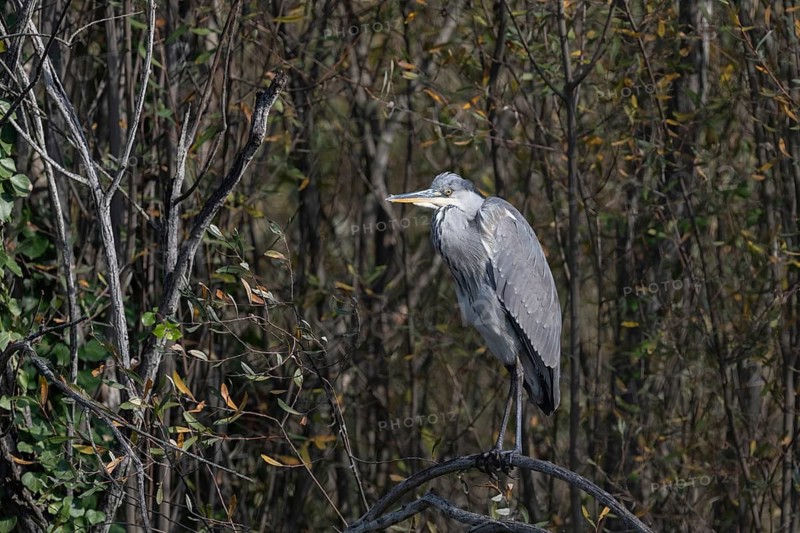 A heron stands gracefully on a branch, blending with the dense forest background. Its sleek feathers and poised stance embody tranquility and natural beauty