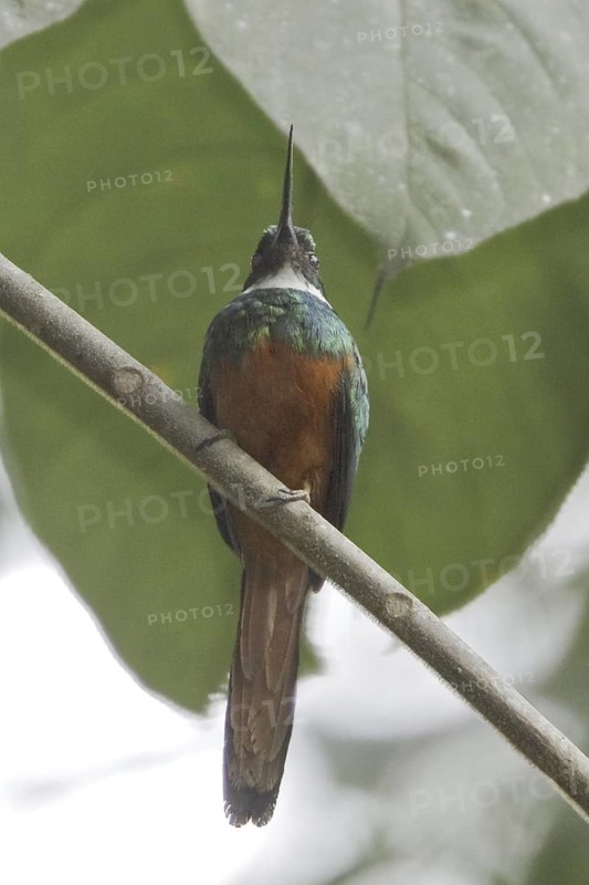 Rufous-tailed Jacamar (Galbula ruficauda) male, Ecuador