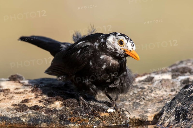 Common Blackbird (Turdus merula) male, Castile and Leon, Spain