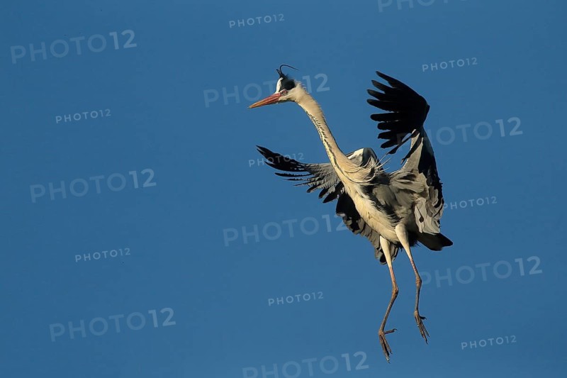 Grey Heron (Ardea cinerea) flying, Piedmont, Italy