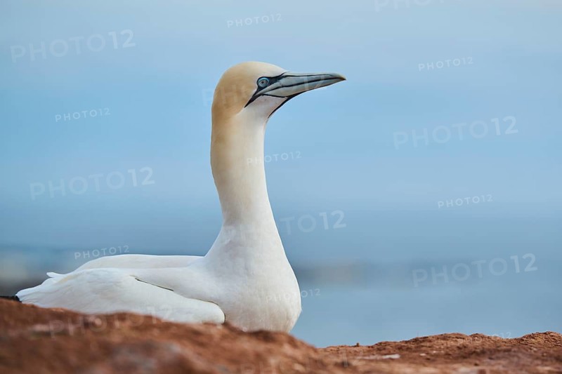 Northern gannet (Morus bassanus) lying on the cliff with the sea in the background, wildlife, Helgoland, Germany