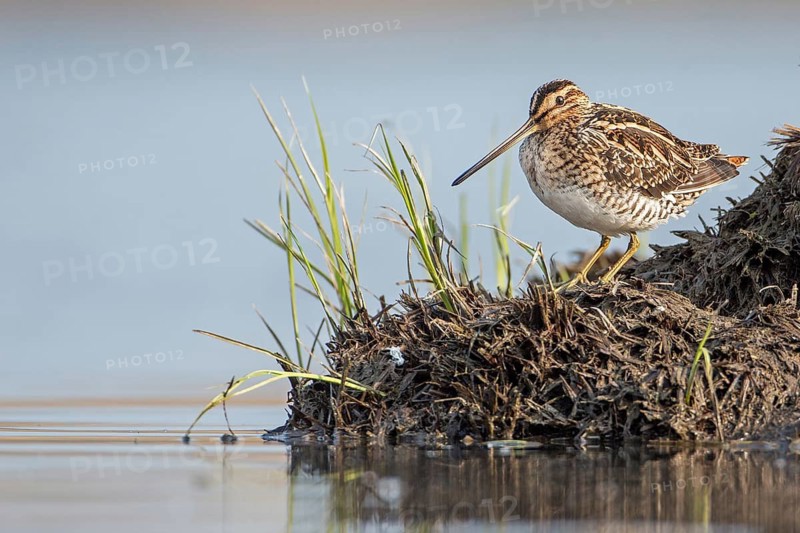 Common Snipe (Gallinago gallinago), Saxony-Anhalt, Germany