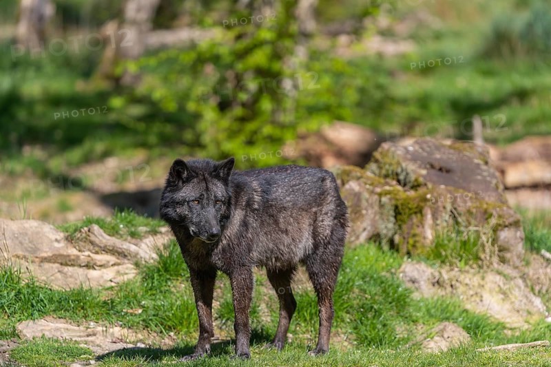 Two Timberwolves, Canis lupus lycaon, standing on an opening of a forest on green grass in bright sunlight