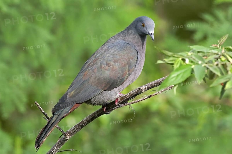 Christmas Imperial Pigeon (Ducula whartoni), Christmas Island, Australia