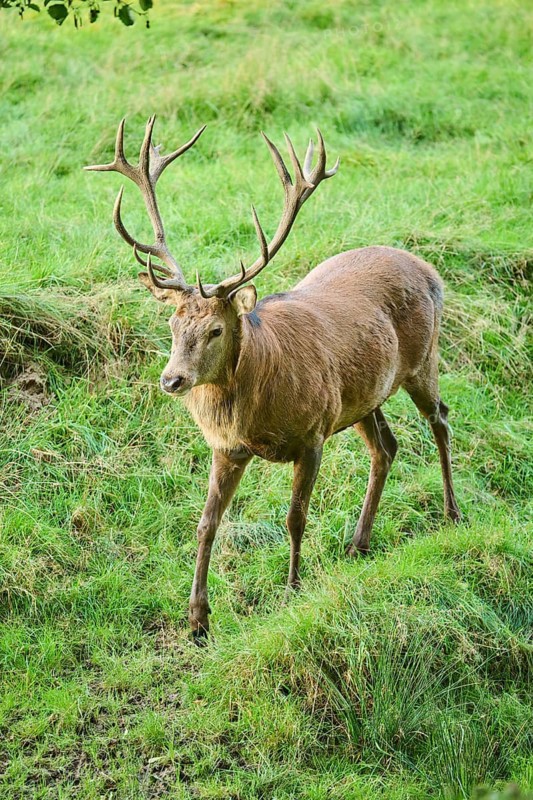 Red deer (Cervus elaphus) stag walking on a meadow, Bavaria, Germany