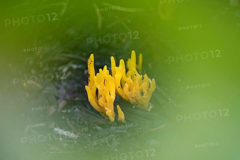 Mushrooms in the forest, Autumn, Saxony, Germany