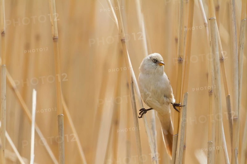 Bearded Reedling - Bartmeise - Panurus biarmicus ssp. russicus, Kazakhstan, adult female