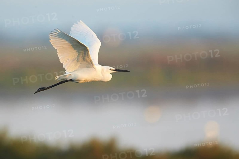 Little Egret (Egretta garzetta) flying, Camargue, France