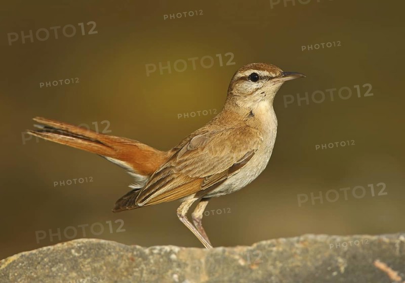 Rufous-tailed Scrub Robin (Cercotrichas galactotes), Alcoutim, Portugal