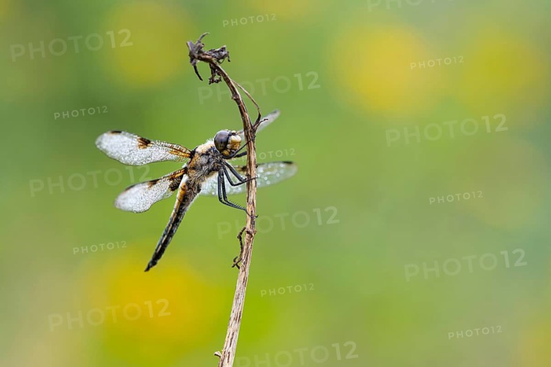 Four-spotted dragonfly (Libellula quadrimaculata), Ahlhorn, Lower Saxony, Germany