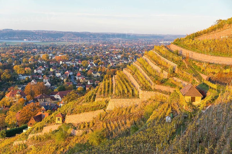 Autumn-coloured vineyards of Oberlößnitz with a view of the Elbe valley over Radebeul and Coswig, Radebeul, Saxony, Germany