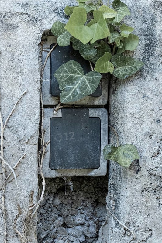 Ivy growing over grey sockets in an old wall with a rough texture, Neunkirchen, Lower Austria, Austria