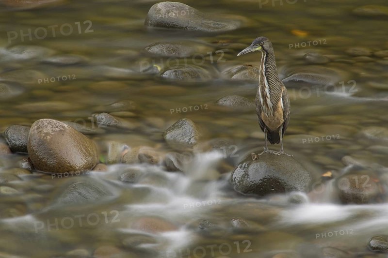 Fasciated tiger heron (Tigrisoma fasciatum) fishing at the end of the day in the Sarapiqui River in the lowland rainforests of Costa Rica. The heron's amazing concentration and stillness while fishing allowed me to shoot at long shutter speeds to blur the water while still rendering the bird sharp. This image was exposed for 8 seconds!