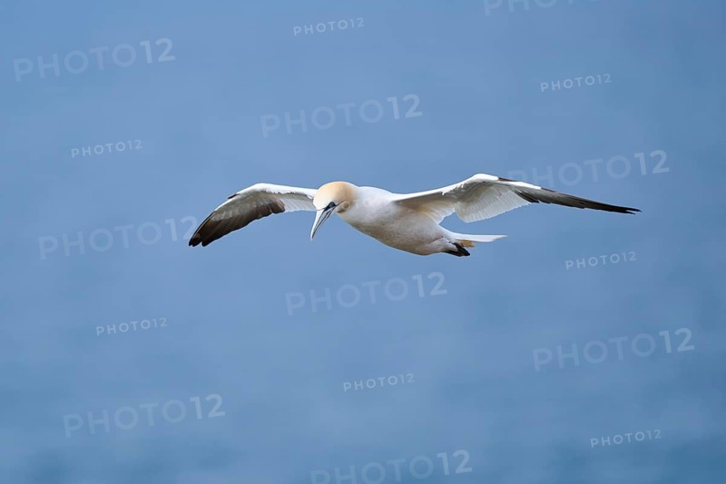 Northern gannet (Morus bassanus) flying over the sea, wildlife, Helgoland, Germany