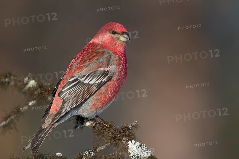 Pine Grosbeak - Hakengimpel - Pinicola enucleator, Finland, adult male