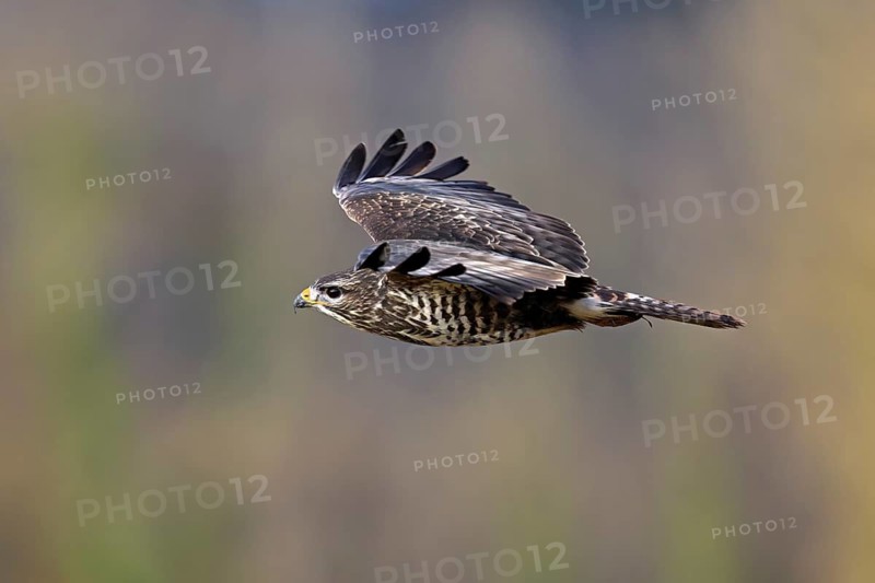 Common buzzard (Buteo buteo), in flight, Switzerland